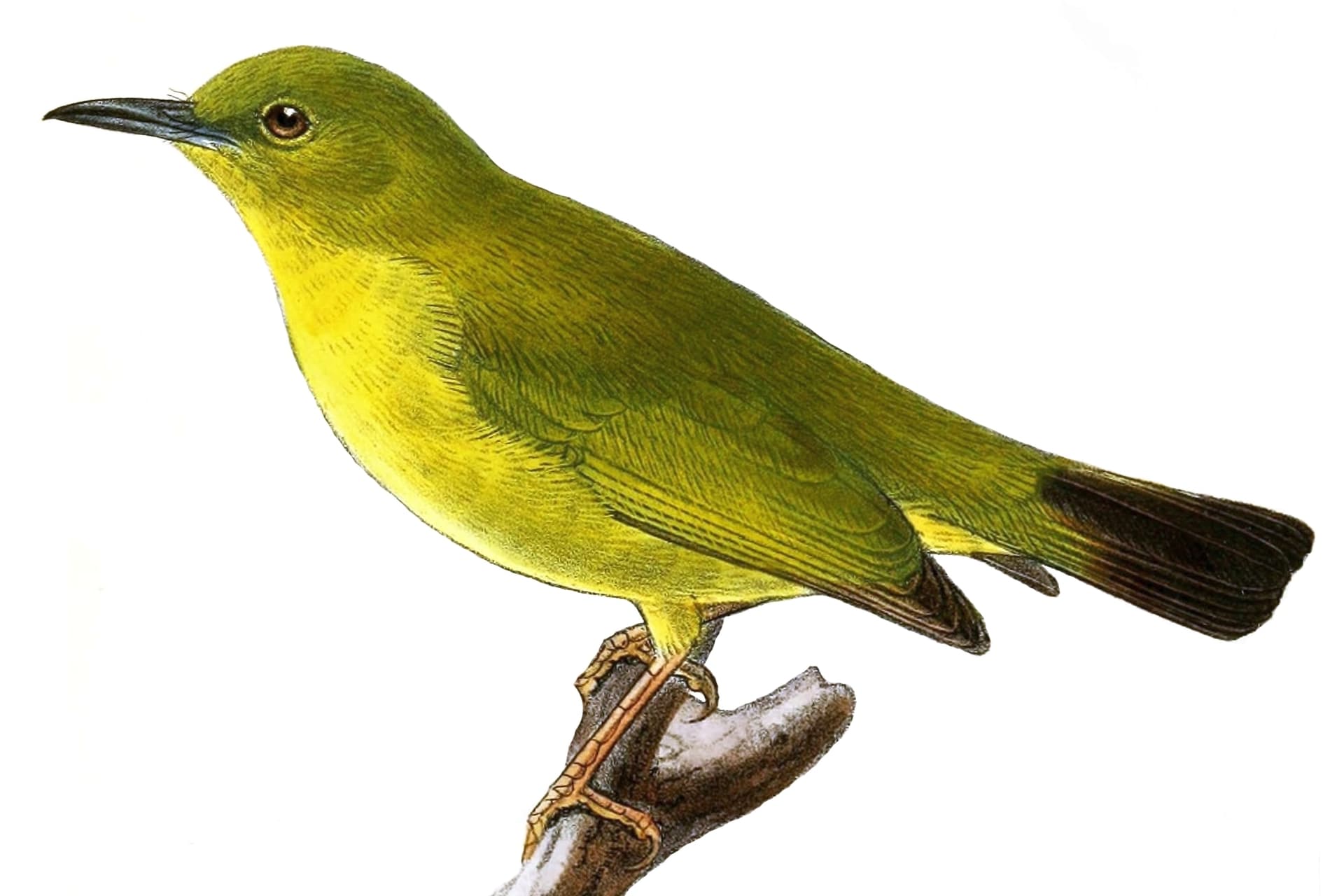 White-eye, Zosterops kulambangrae, Rendova