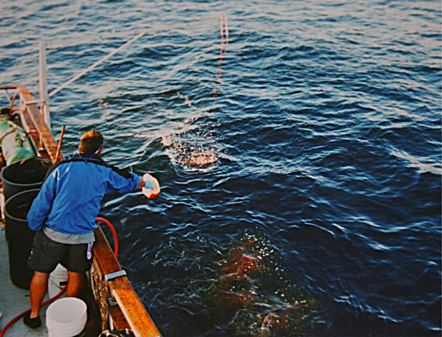 Chumming the water for great whites at Guadalupe Island