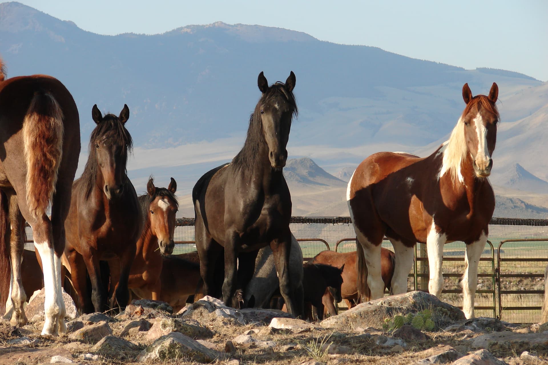Challis Corrals (1)