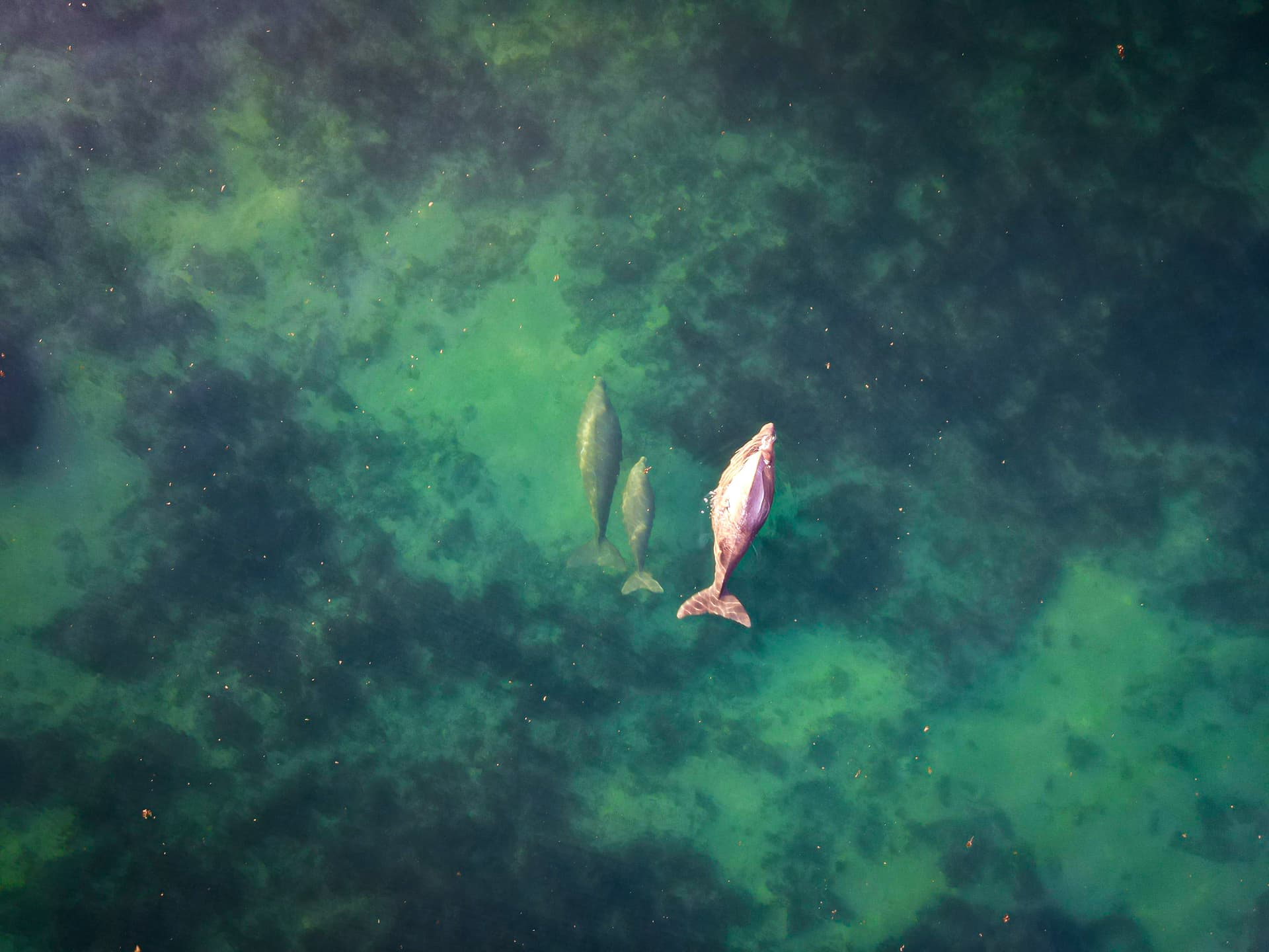 A pair of dugongs over the Ningaloo reef