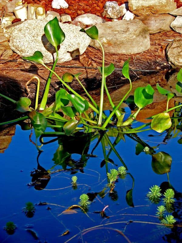 Water plants in a treatment pond