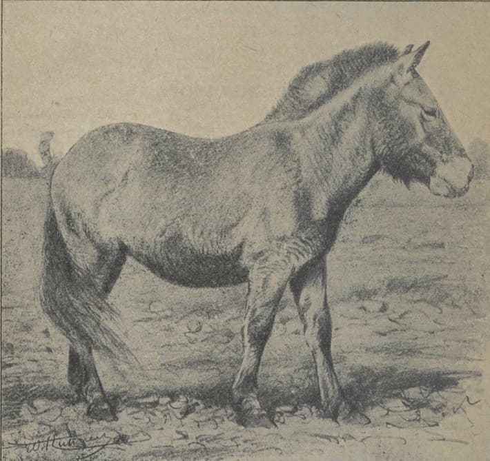 Equus przewalskii-Diffloth 1923