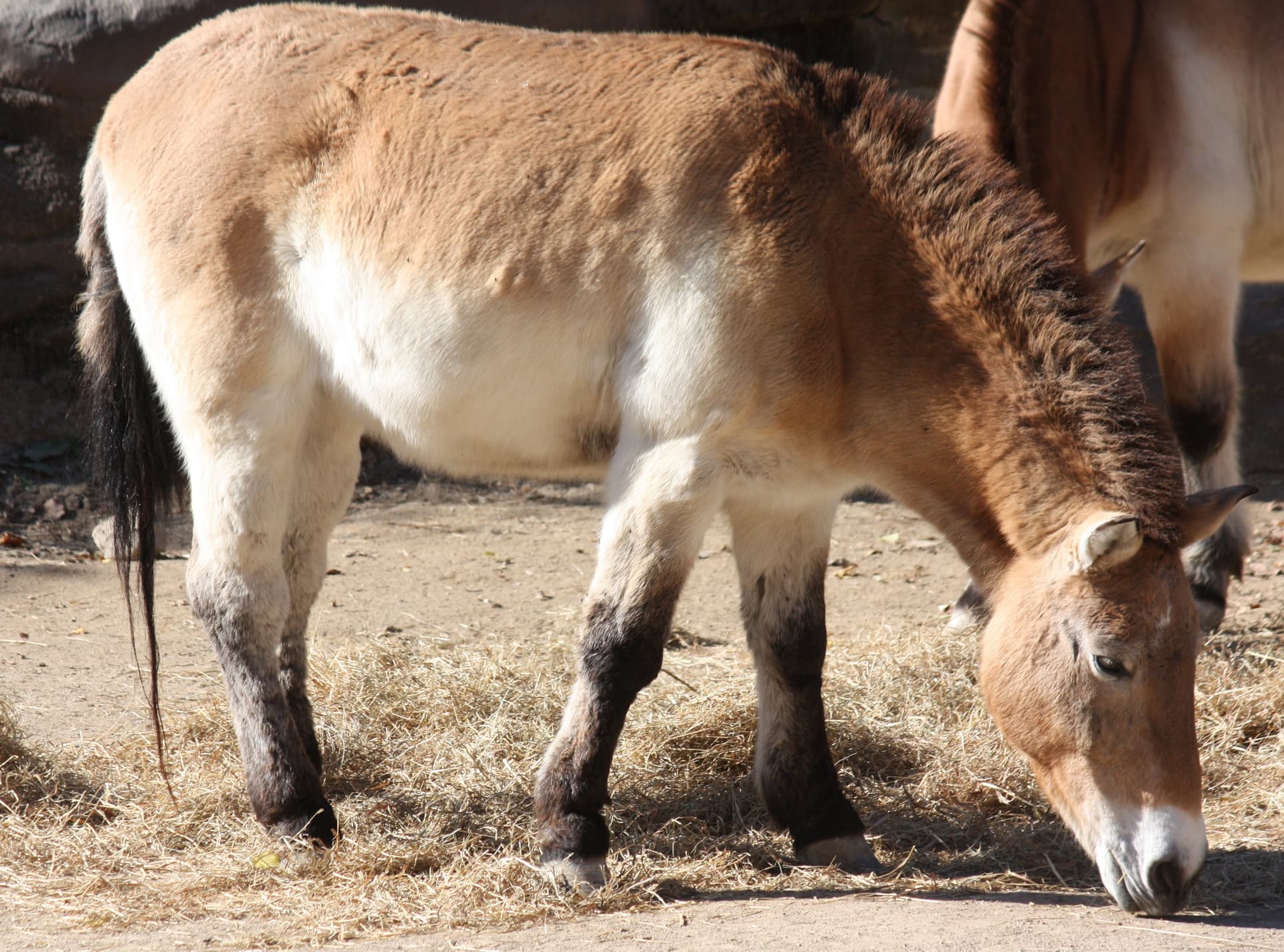 Mongolian wild horse Equus ferus przewalskii at Cincinnati Zoo