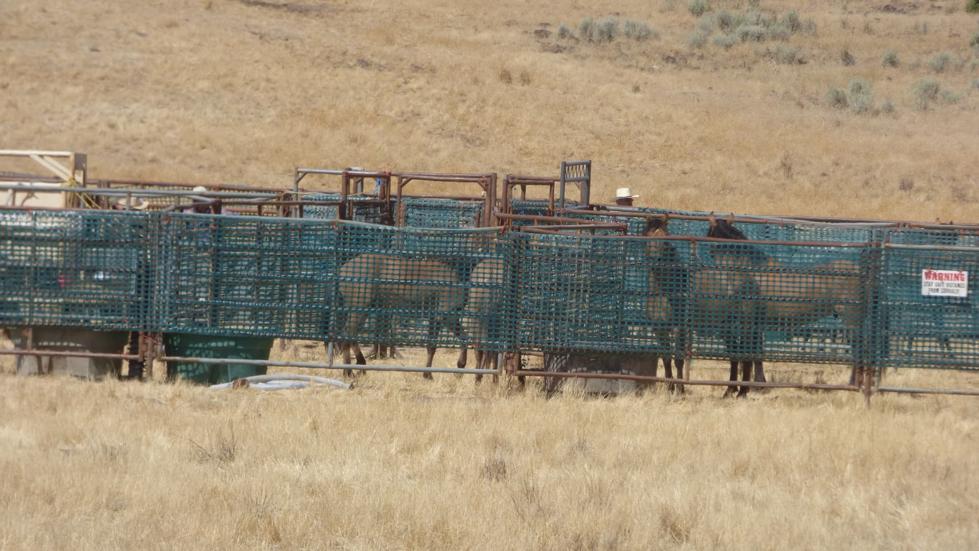 Gatherers put horses in the corral