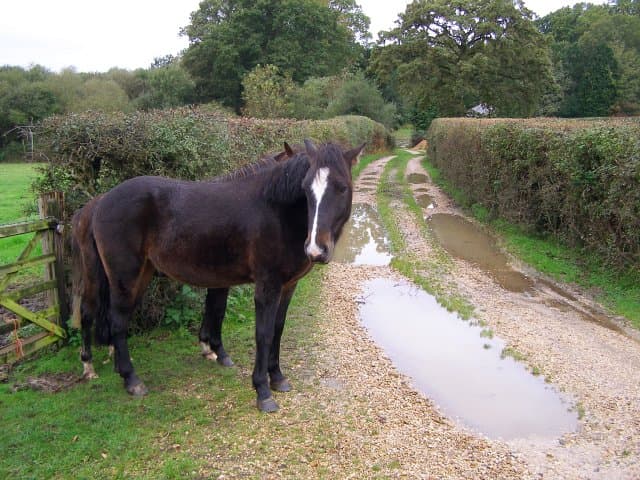 Ponies on a lane south of Denny Lodge, New Forest