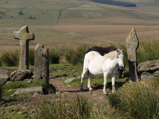Ponies at Mount Misery