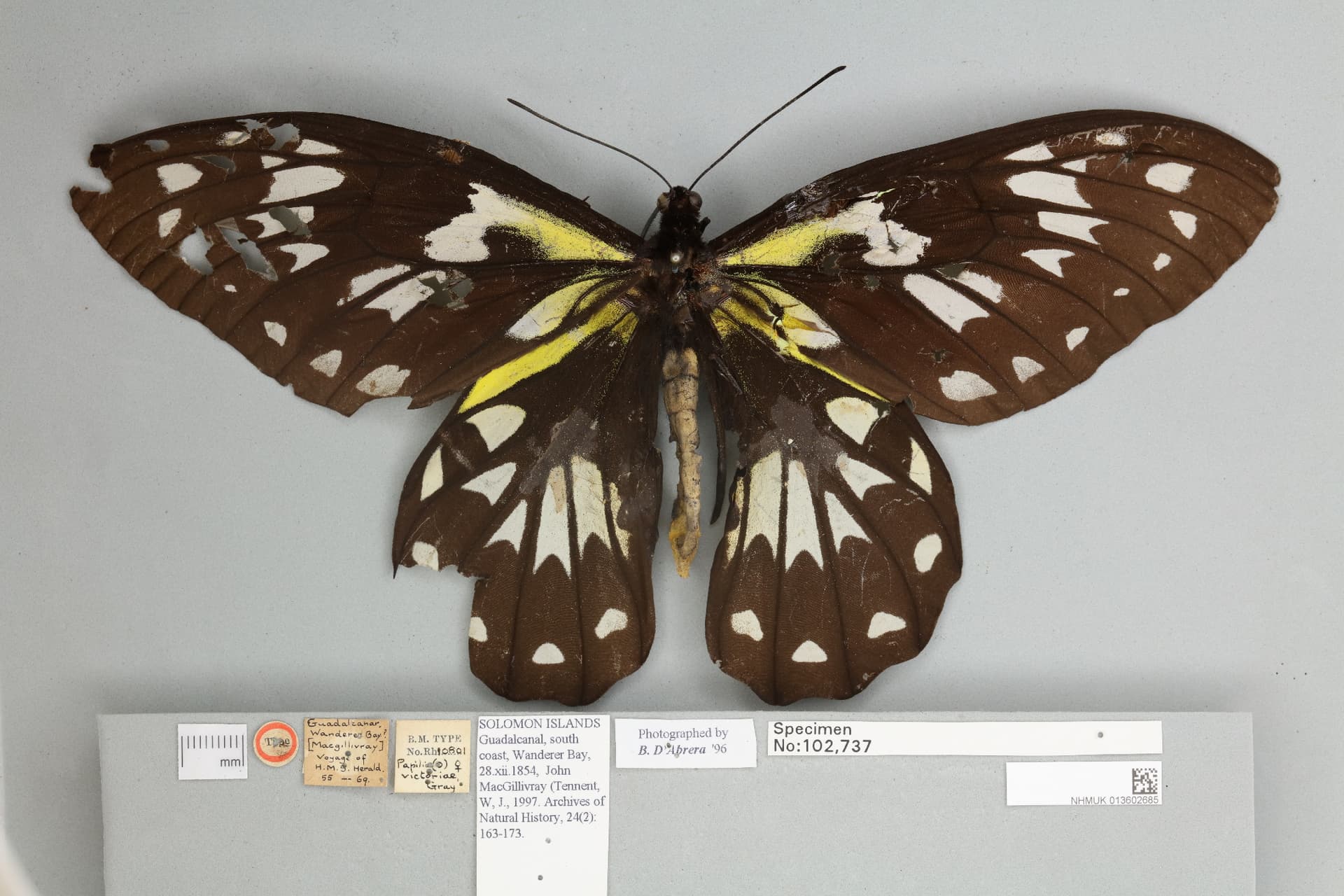 A dorsal image of Victoria's Birdwing Butterfly, Ornithoptera victoriae, Gray, 1856