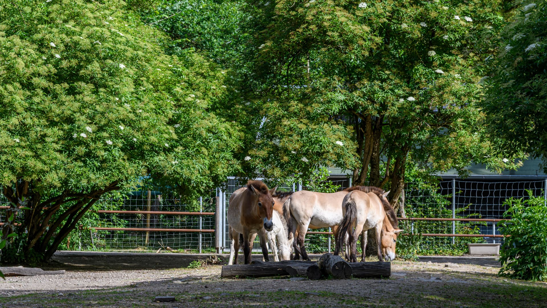 2026-06-07 D500-97590M Achim-Lammerts Karlsruhe-Oberwald Equus-przewalskii