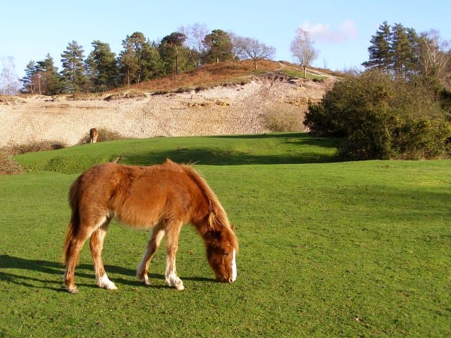 Pony grazing, near Moyles Court, New Forest