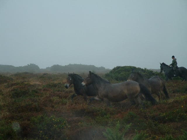 Exmoor Pony Round-up