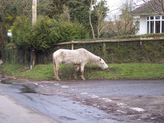One horse-powered mower, Woodgreen