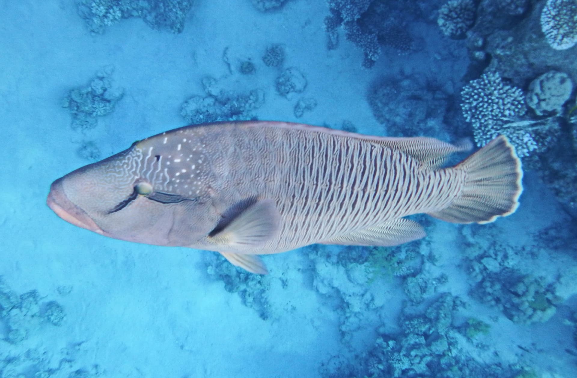 A Napoleon wrasse in the Red Sea