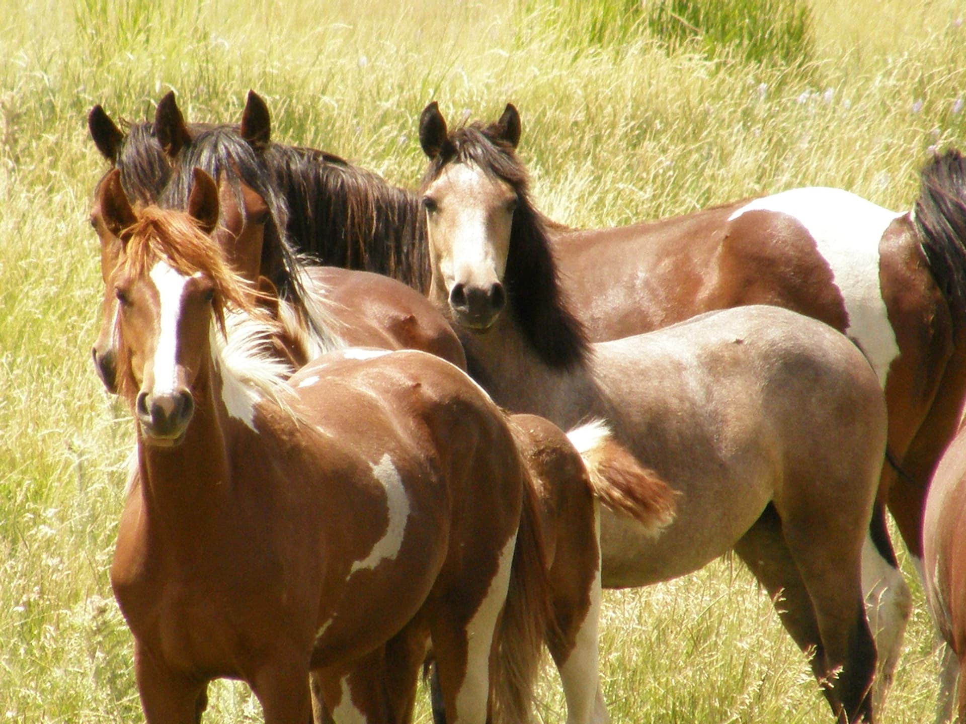 My Public Lands Roadtrip- Wild Horses and Burros in Wyoming