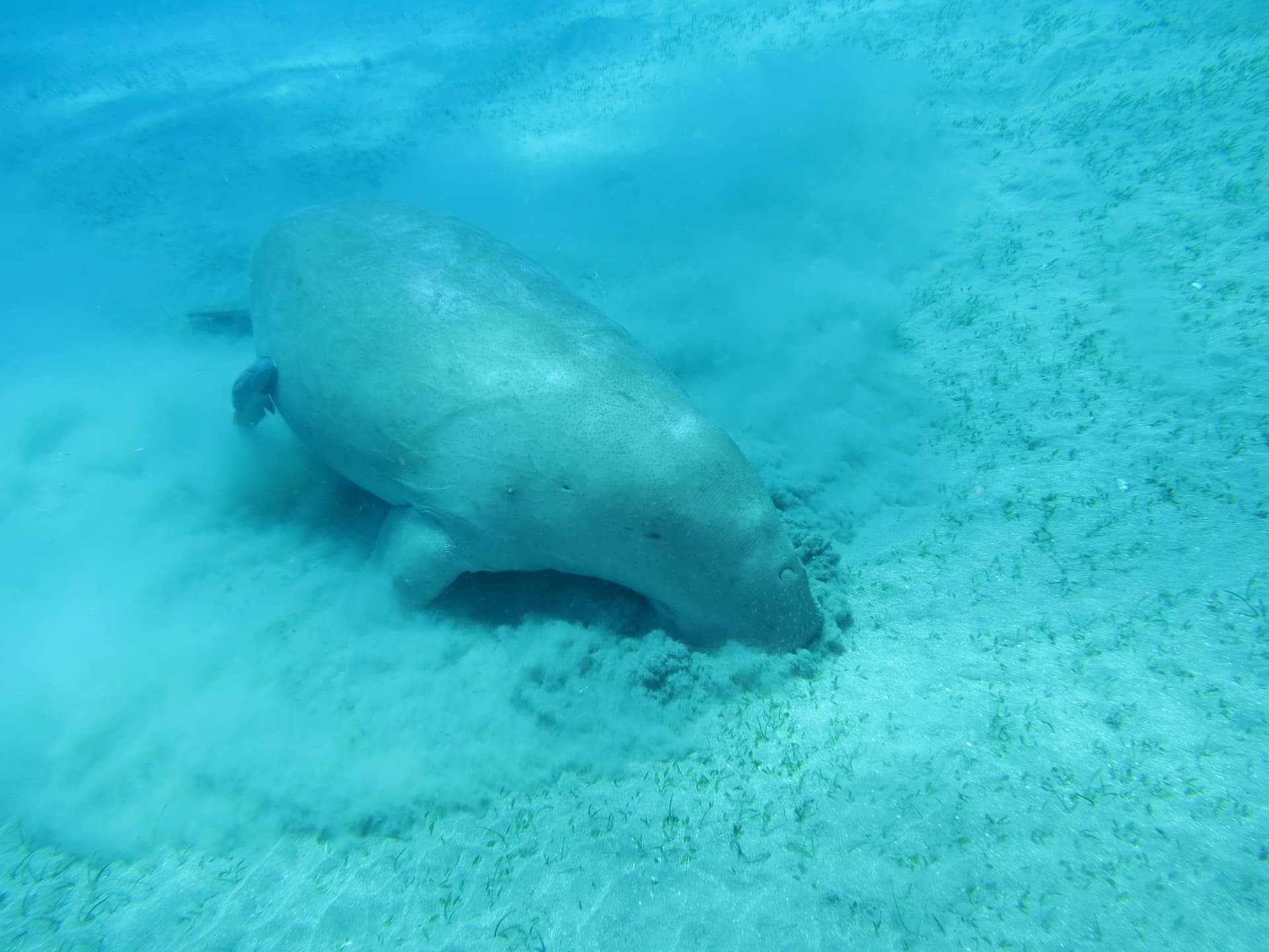 A dugong, the sea cow