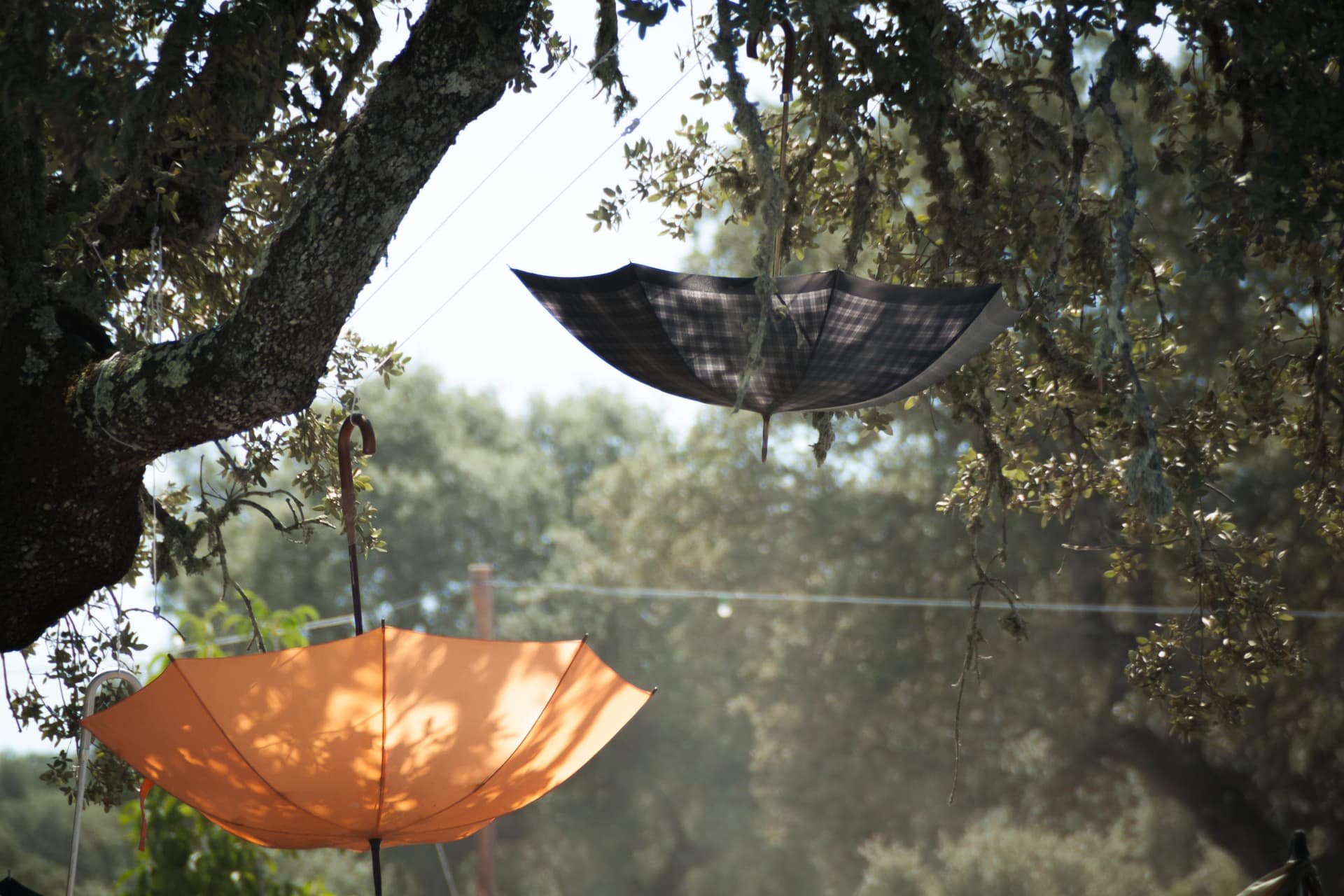 Parasols hung in the oak branches