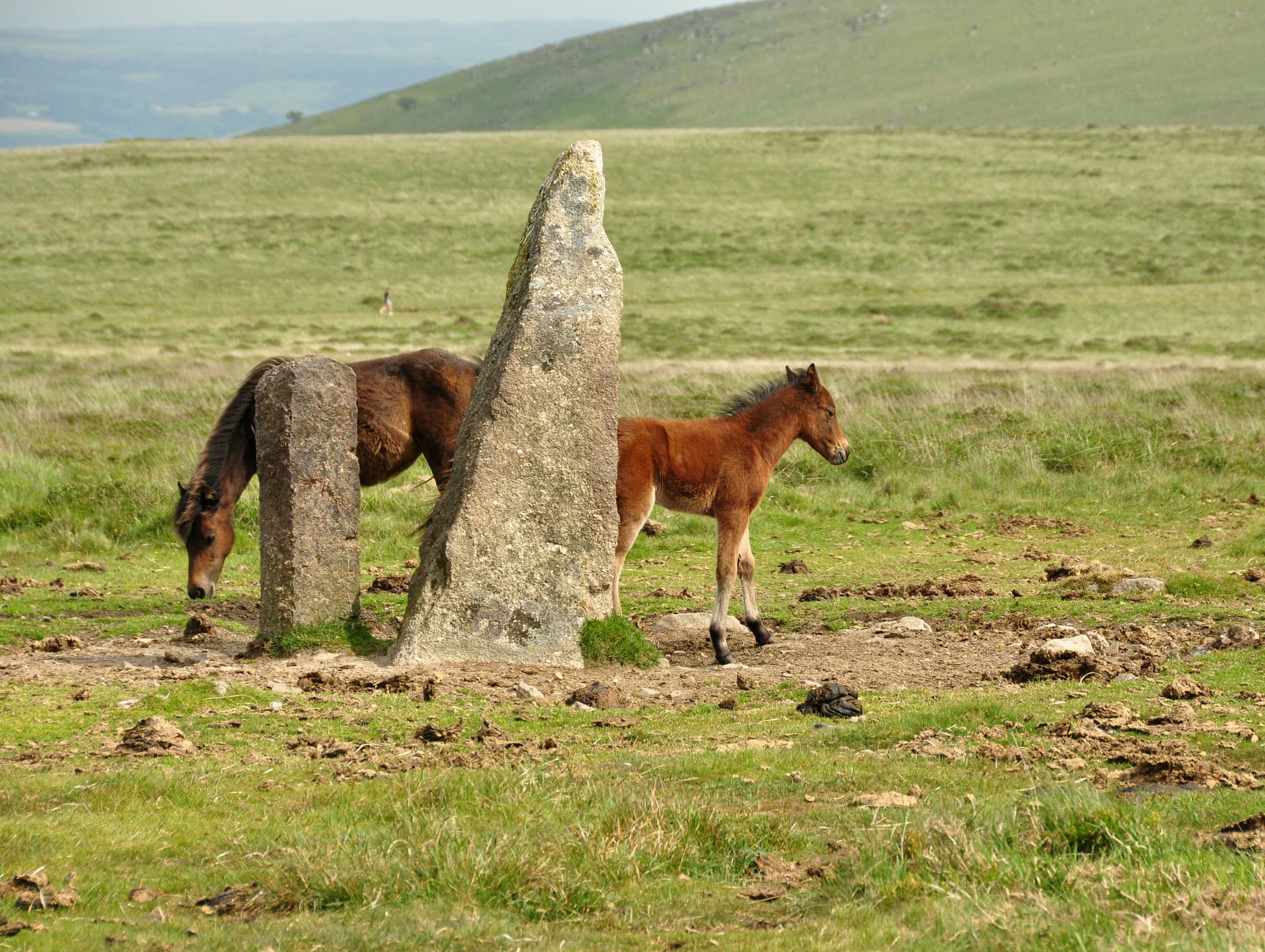 Longstone and Dartmoor Ponies