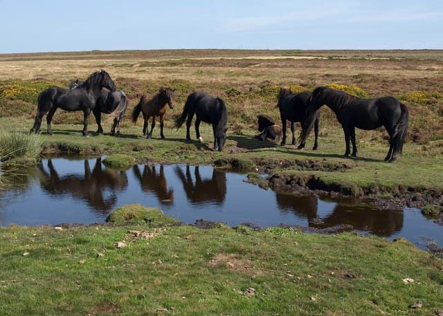 Ponies on Haytor Down