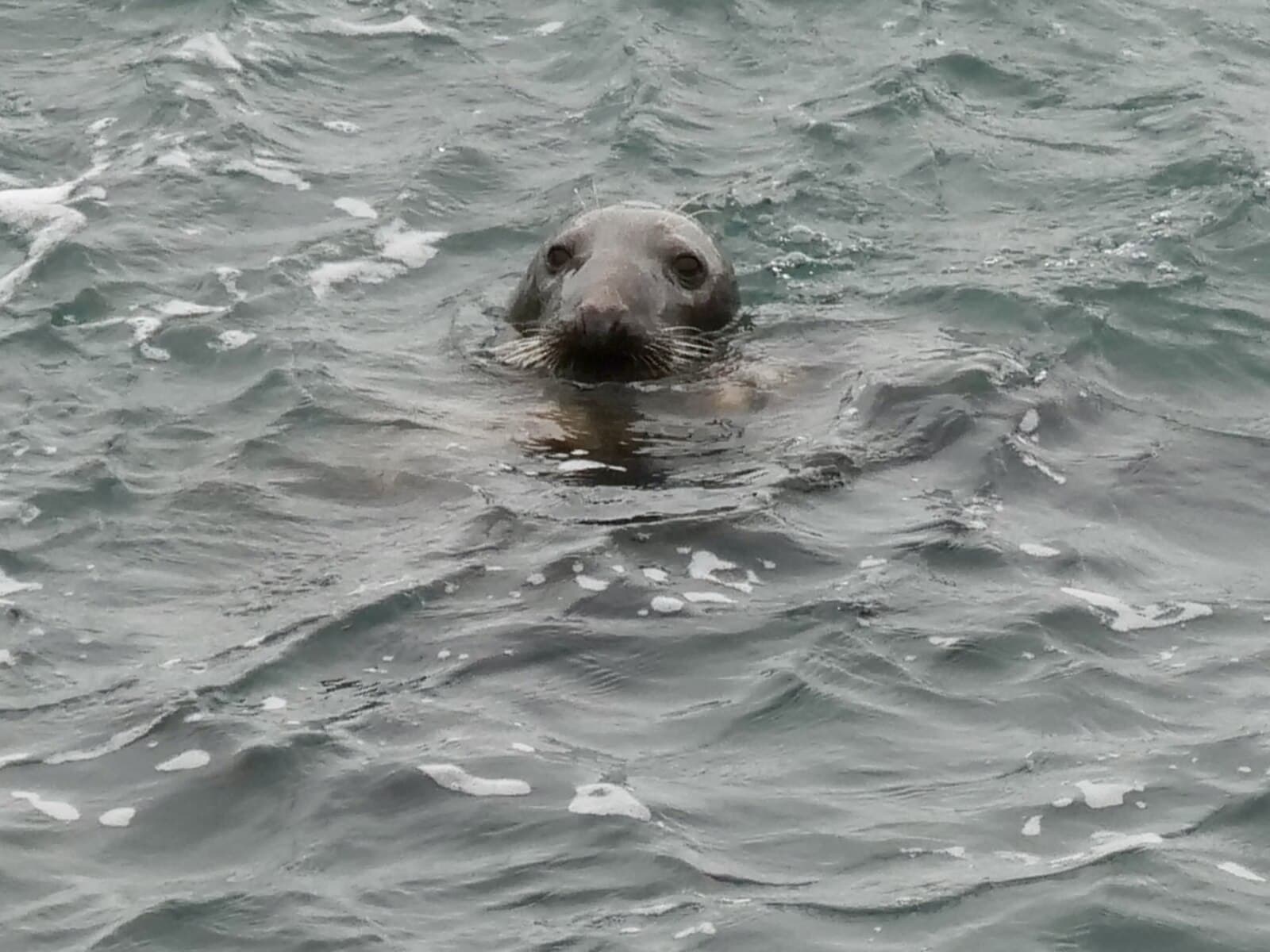 Harbour Seal Swimming at Calf Sound