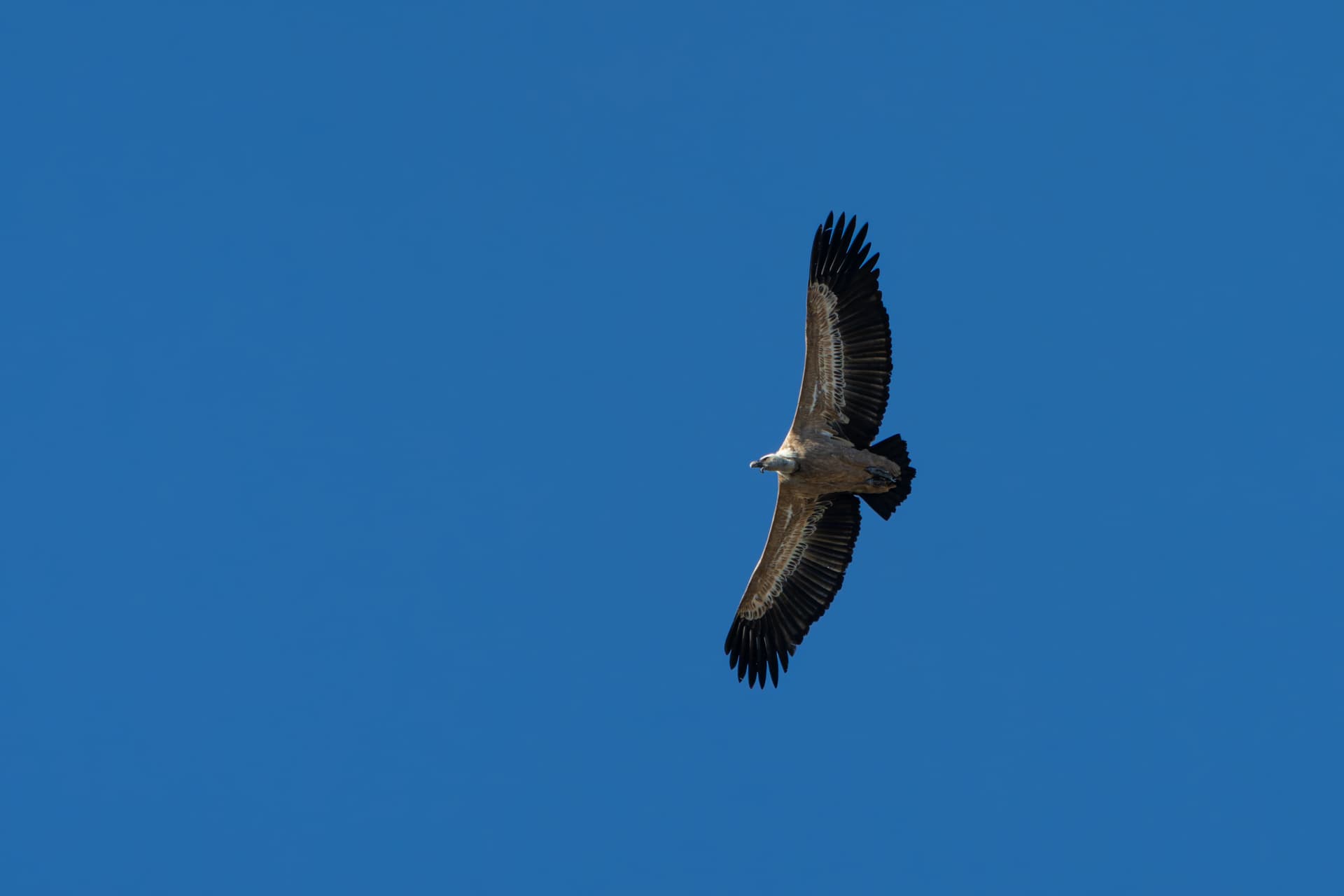 Griffon vulture in flight over Idanha-a-Nova