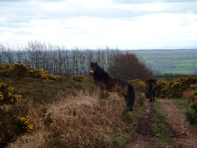Exmoor ponies on Woodland Common