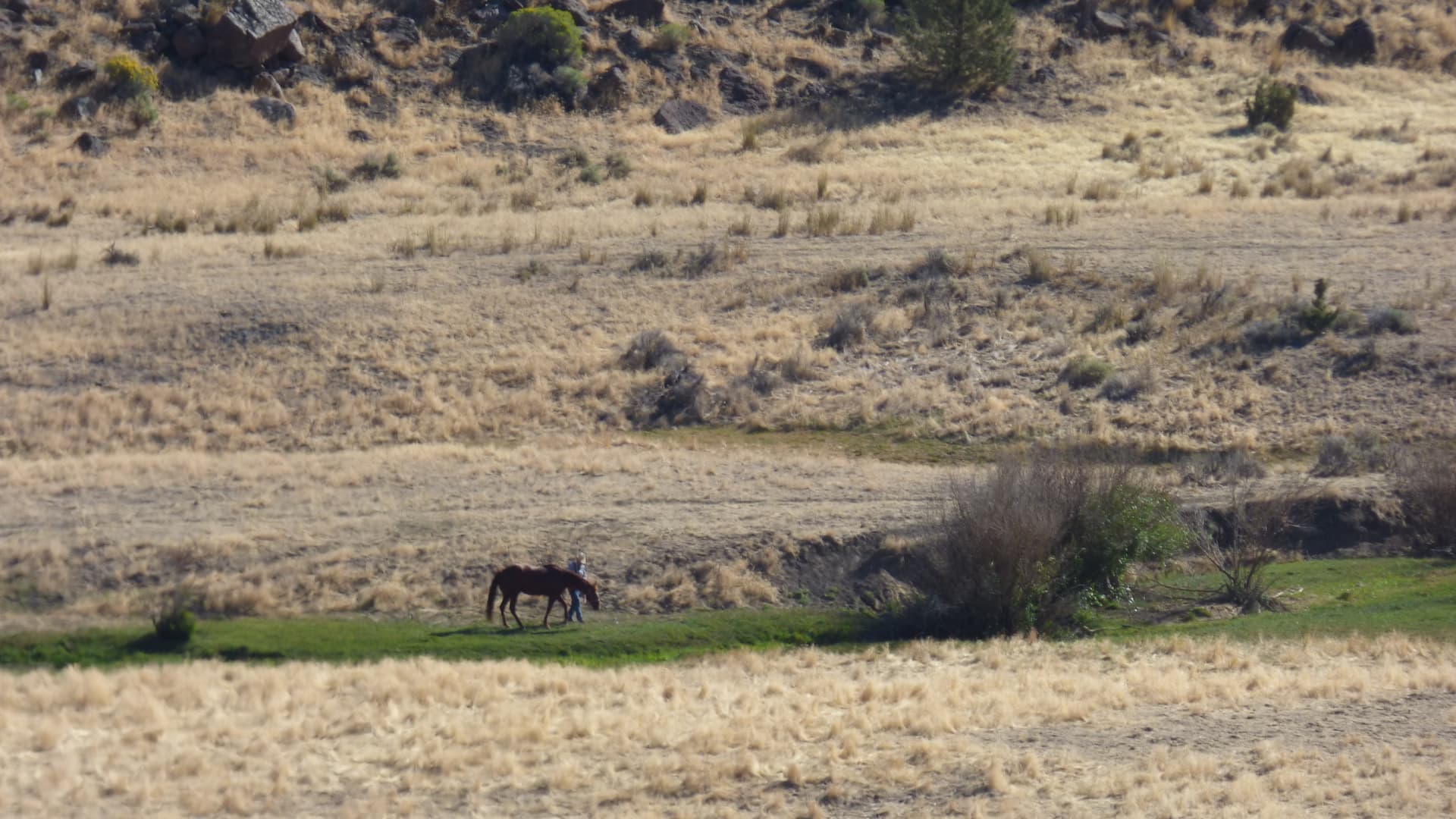 Gatherer with horse