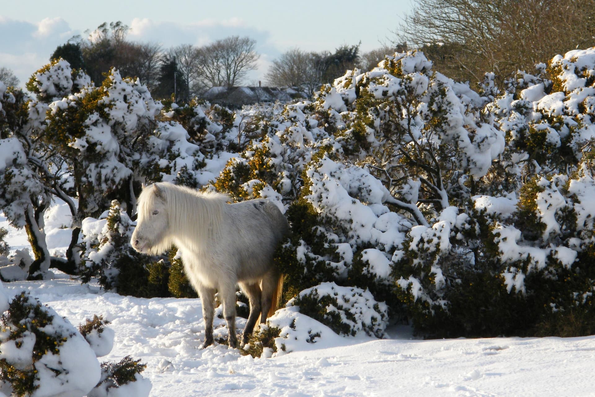 Dartmoor Pony in Snow