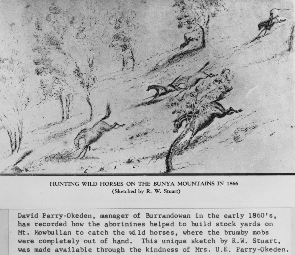 StateLibQld 2 393817 Hunting wild horses on the Bunya Mountains, 1866