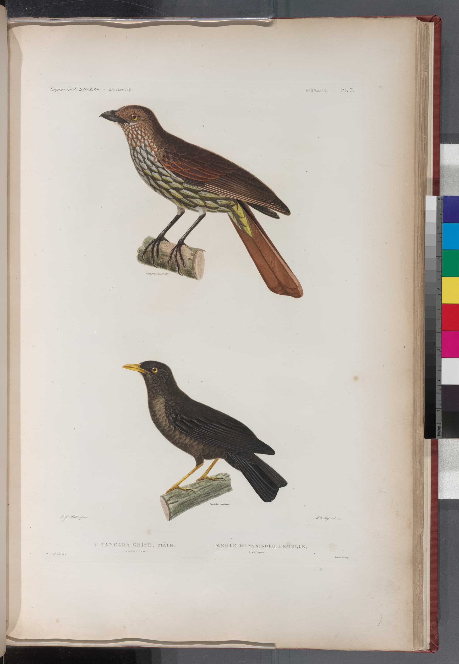 Oiseaux- 1. Tangara Grive. mâle. (Nouv.-Zelande.); 2. Merle de vanikoro, femelle. (Vanikoro.) (NYPL b13624459-1267043)
