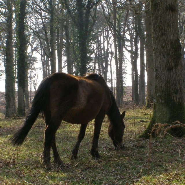 Pony grazing near the edge of Islands Thorns Inclosure, New Forest