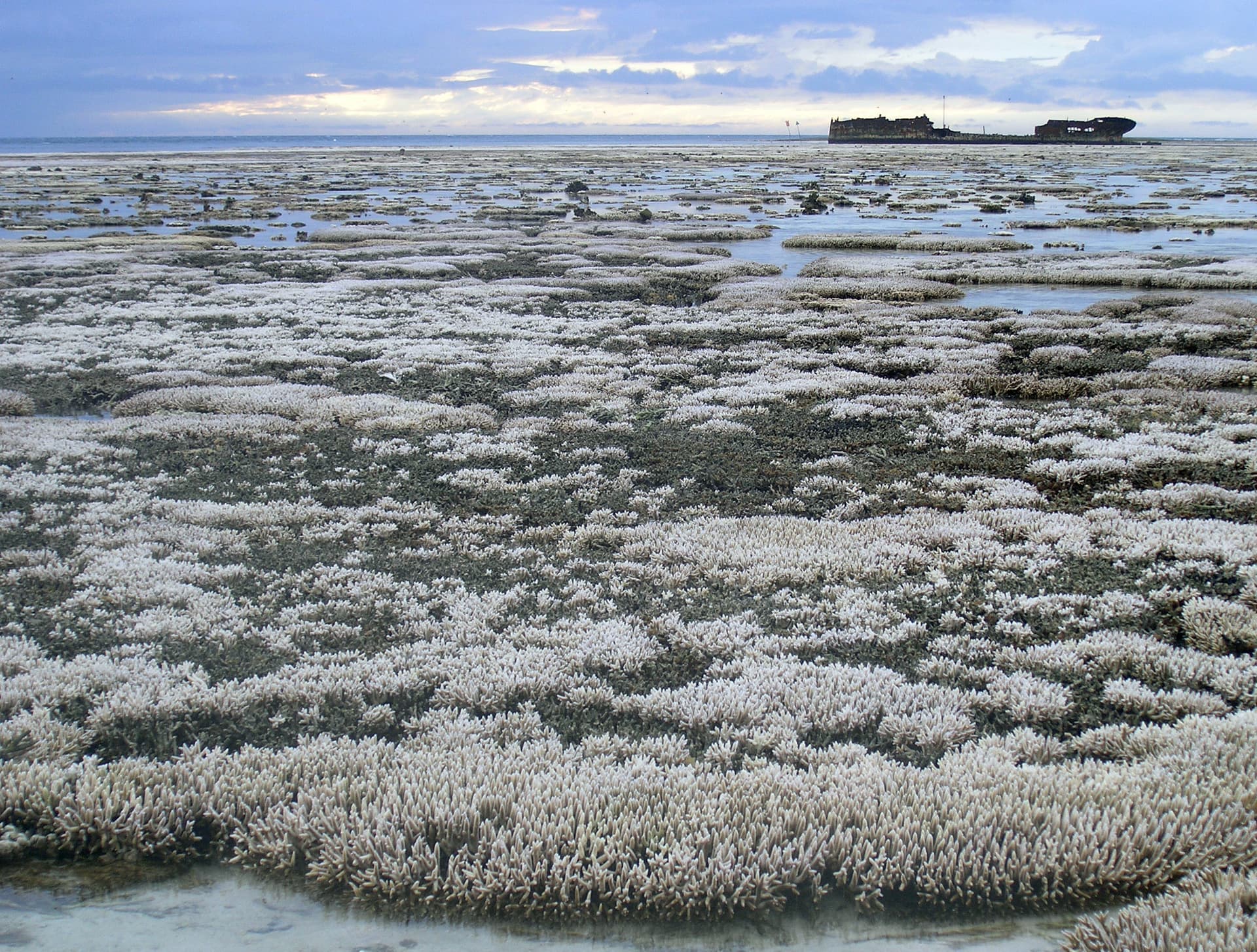 Bleached coral on the Great Barrier Reef, 2016