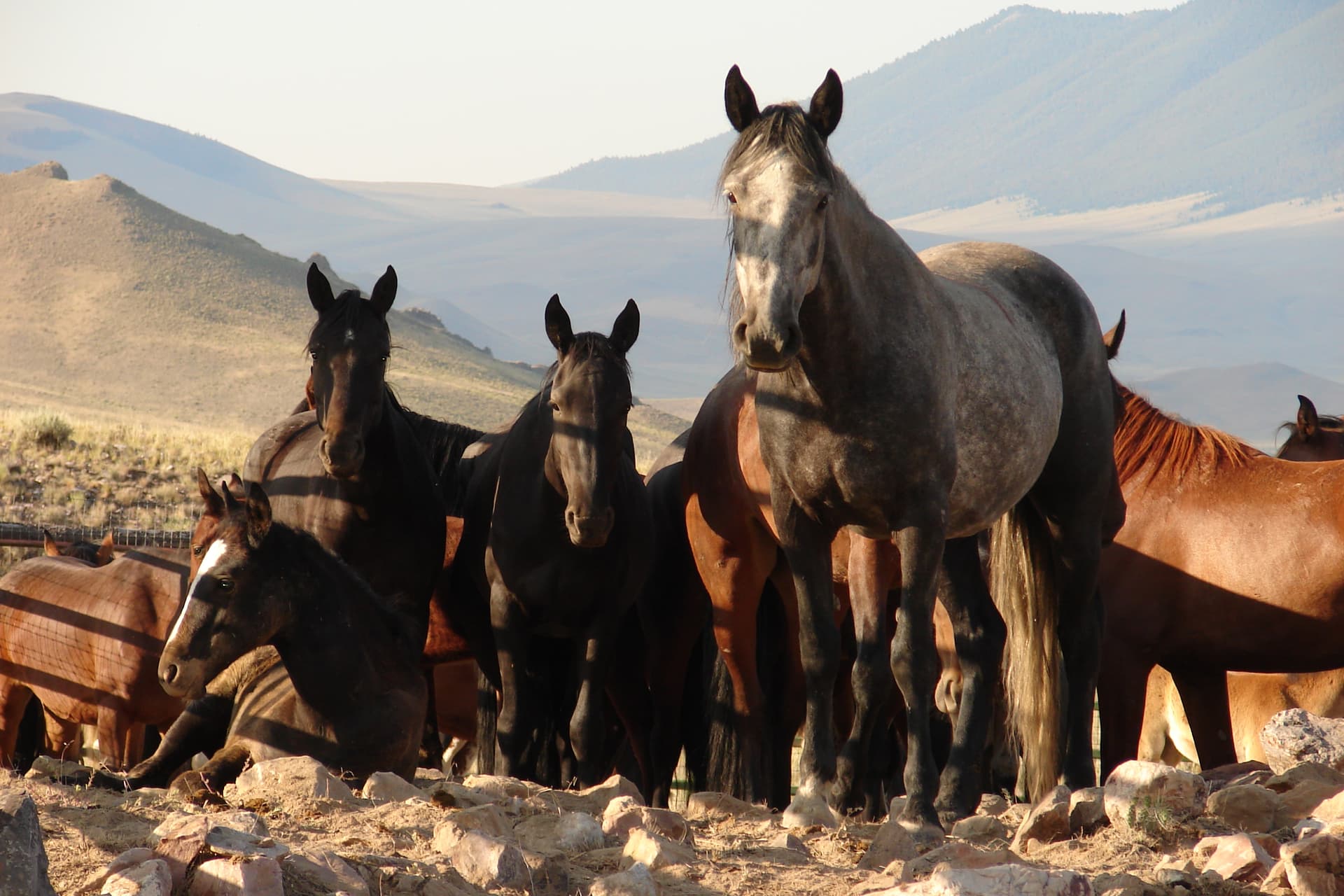 Challis Corrals (2)