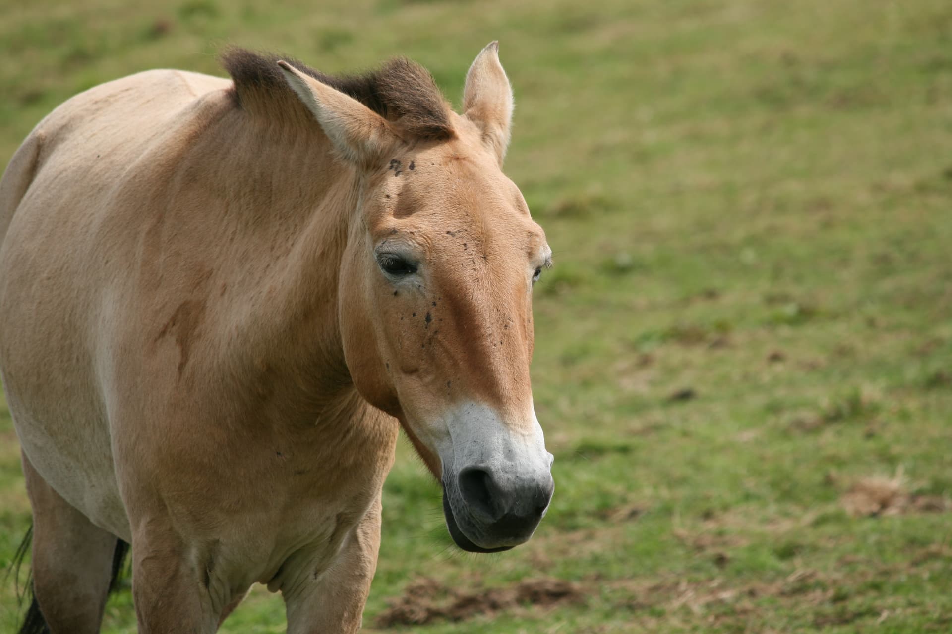 Equus ferus -Welsh Mountain Zoo, Colwyn Bay, Wales-8a (1)