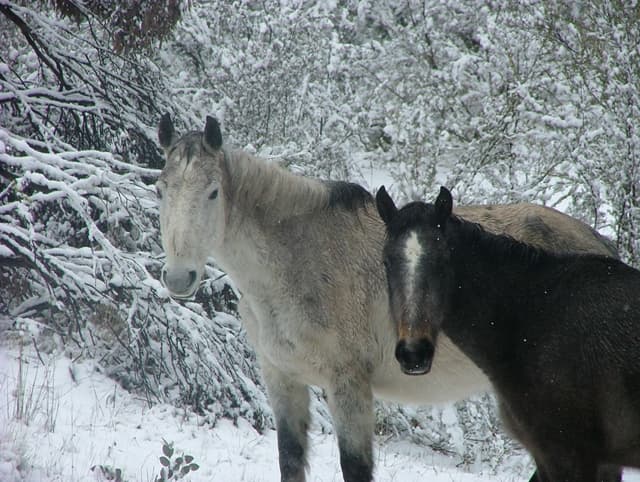 Wild Brumbies Australia